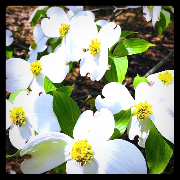 Meet your Posher, Maggie - Picture 1 of 1